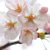 桜のスマートフォン壁紙