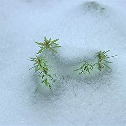 スマートフォン壁紙 雪模様 Andoroid Iphoneスマホ待ち受け