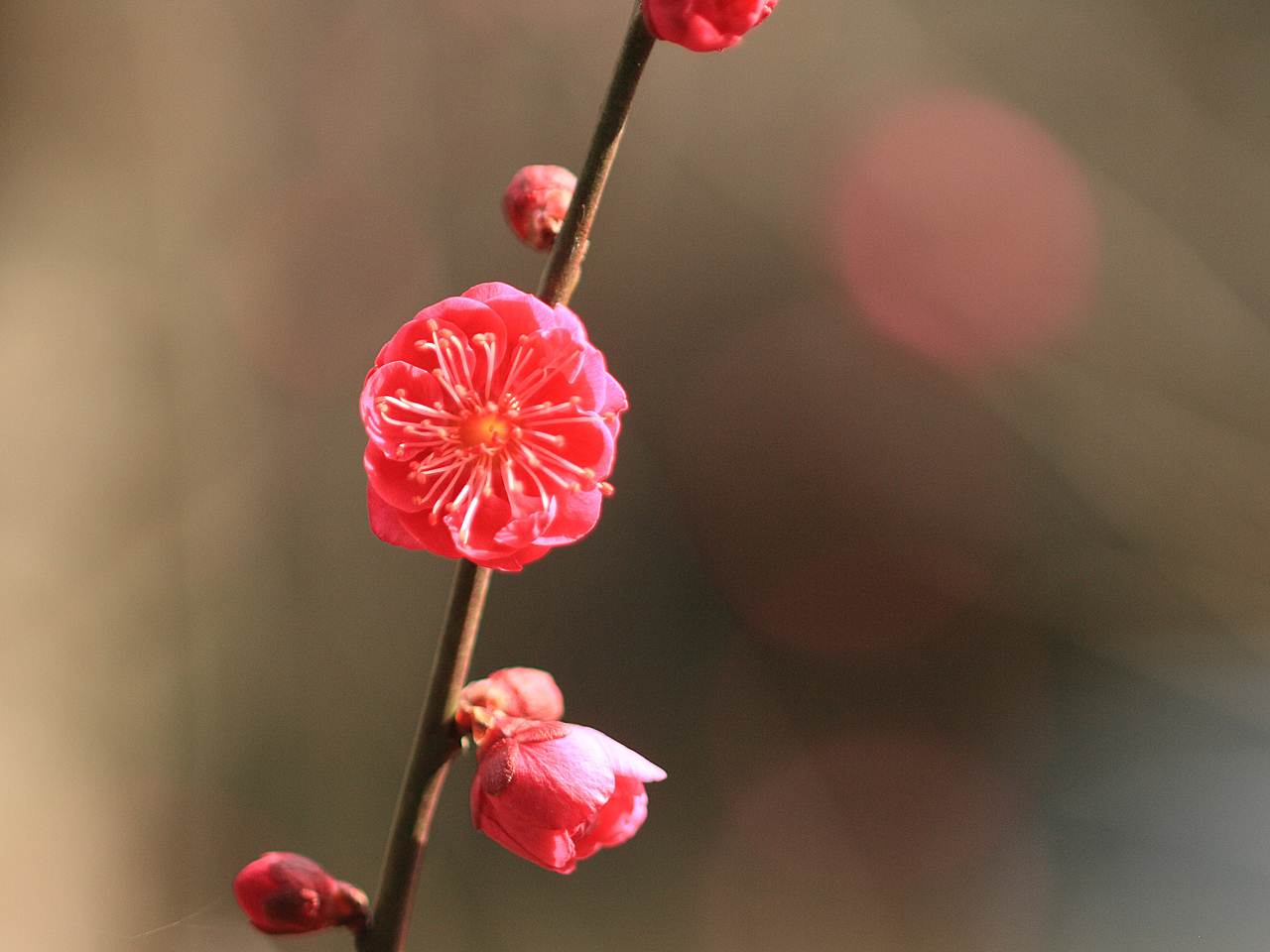 X}[gtHǎ