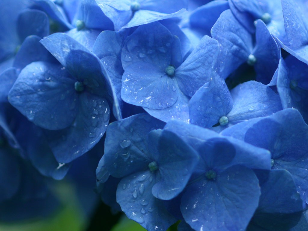 雨に咲く紫陽花 の無料写真素材