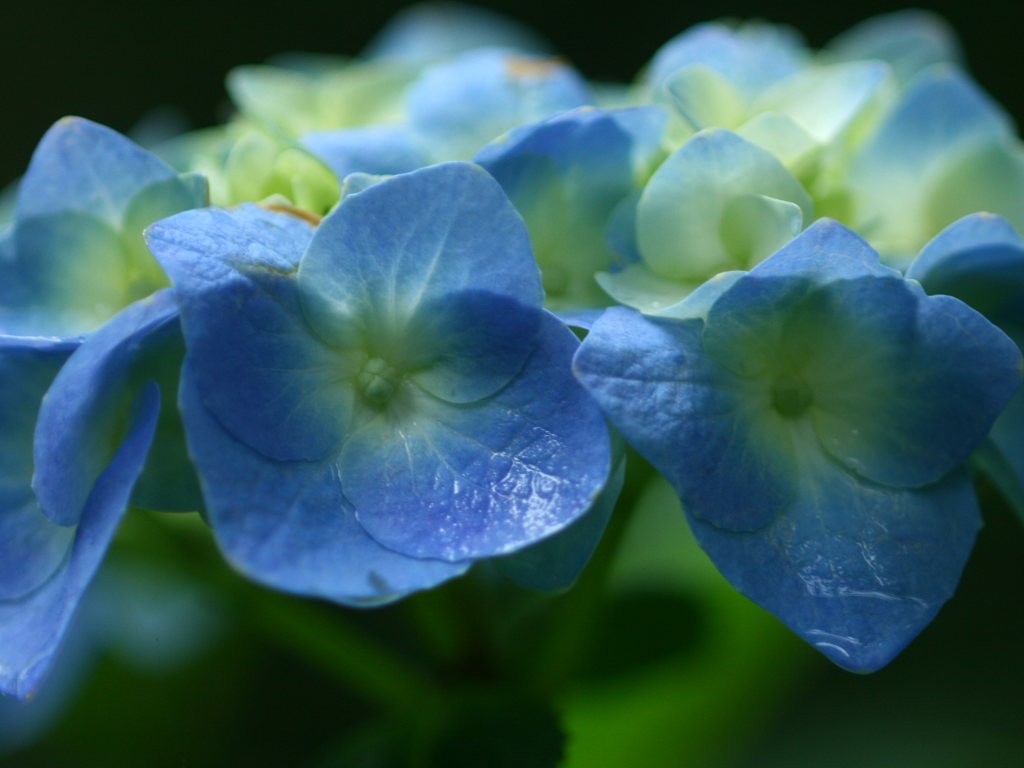 雨に咲く紫陽花 の無料写真素材