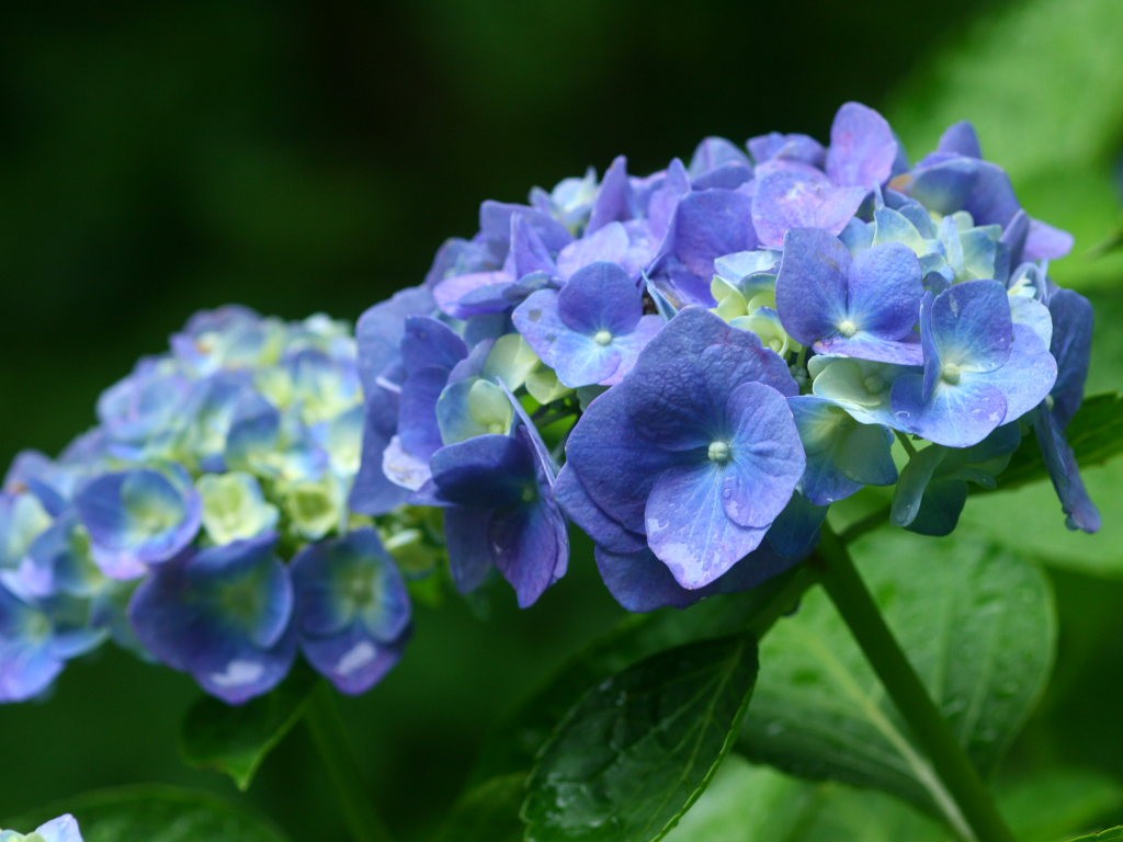 雨に咲く紫陽花 の無料写真素材