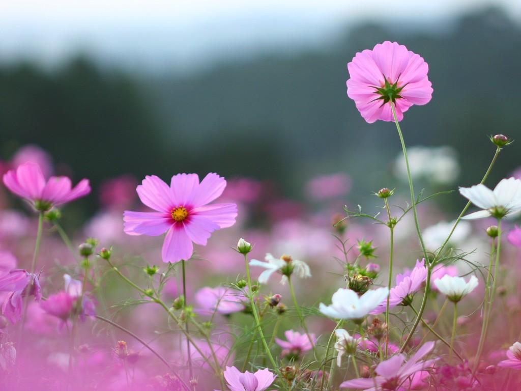 高原のコスモス の無料写真素材