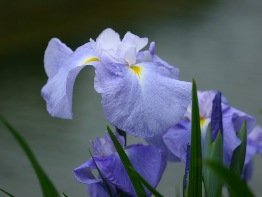 花輪堤ハナショウブ群落