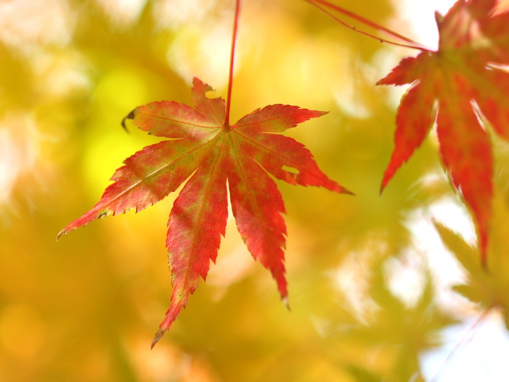 もみじの紅葉 の無料写真素材