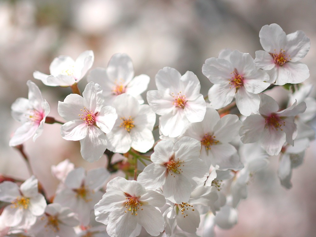 桜2 の無料写真素材