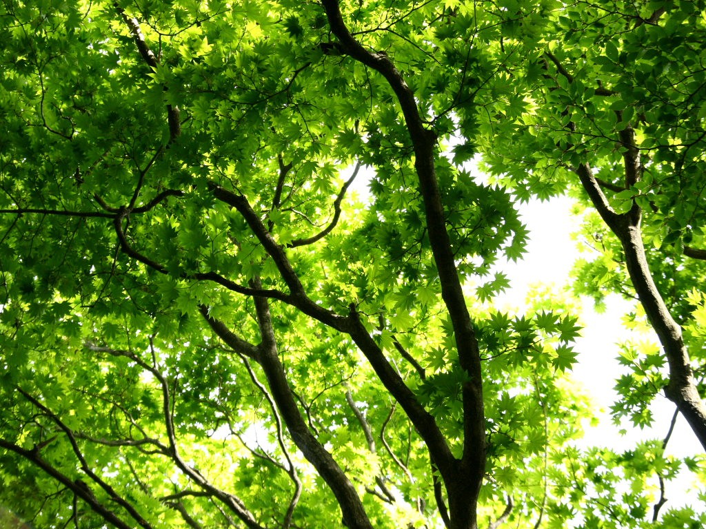 新緑の森 の無料写真素材