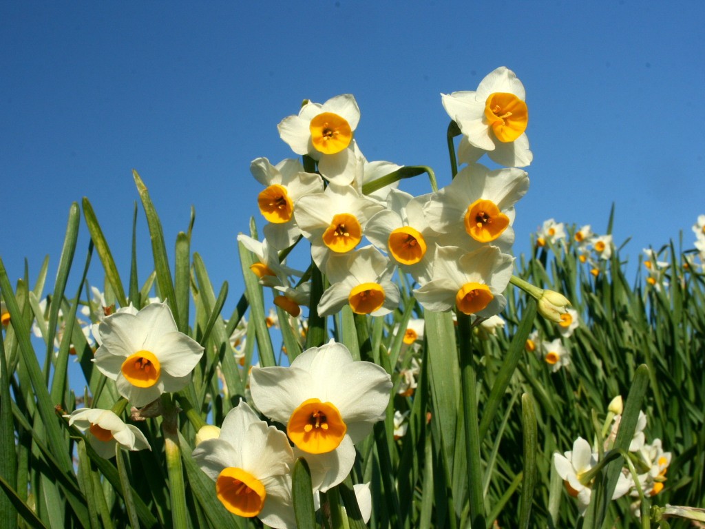 野母崎水仙の里公園 の無料写真素材