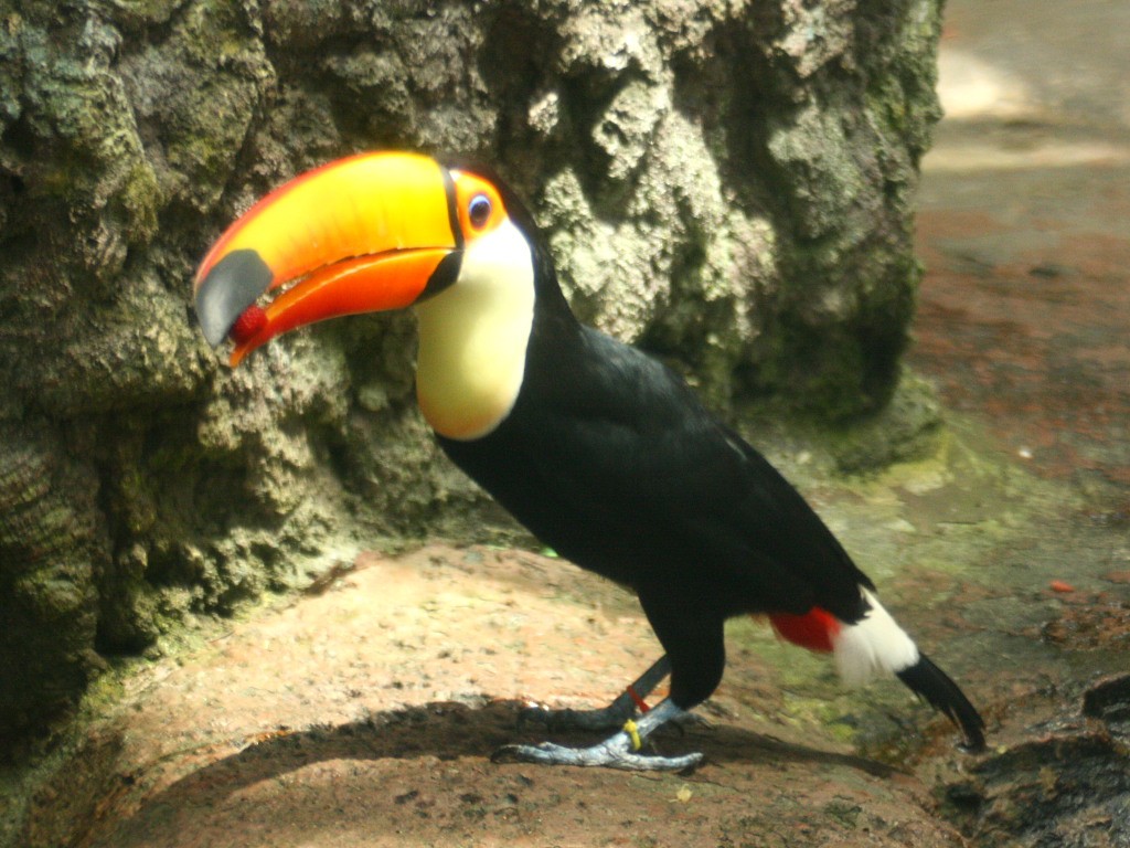 カラフルな鳥たち の無料写真素材