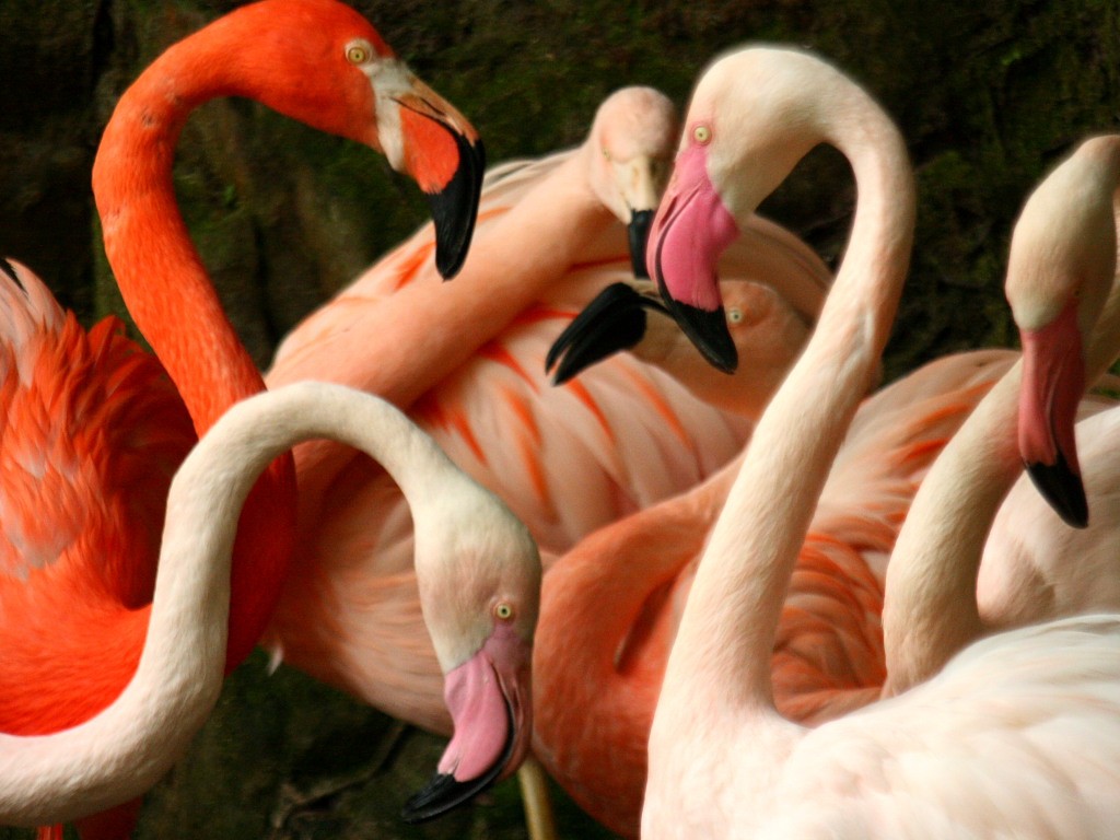 カラフルな鳥たち の無料写真素材