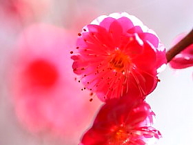 2月の壁紙 写真素材