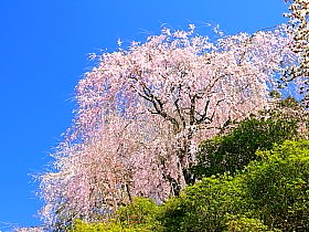 4月の壁紙 写真素材