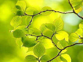 5月の壁紙 写真素材