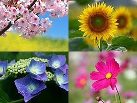 四季の花の壁紙 写真素材