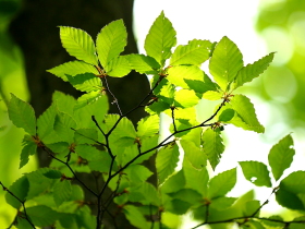 樹木 森の壁紙 写真素材