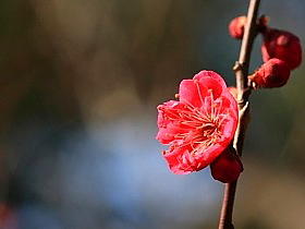 梅の壁紙 写真素材