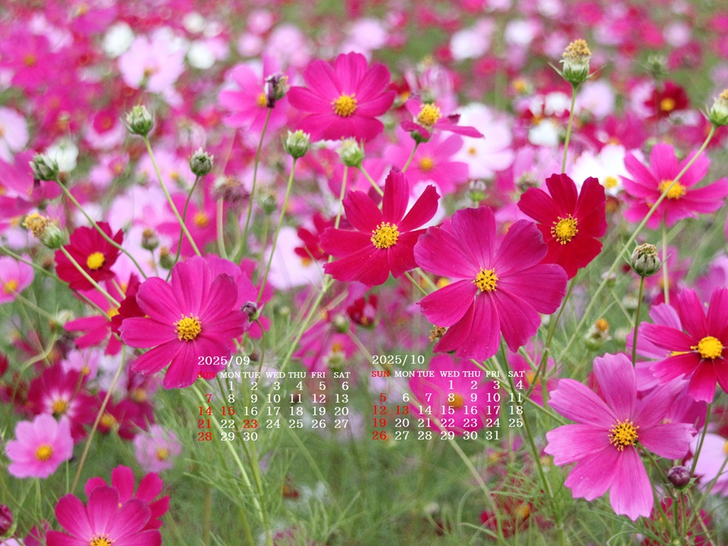 摜̏ŉENbNāuǎɐݒvAj[ɂȂꍇ͂摜ۑĉB