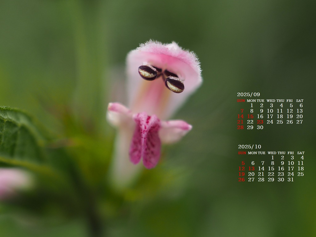 摜̏ŉENbNāuǎɐݒvAj[ɂȂꍇ͂摜ۑĉB