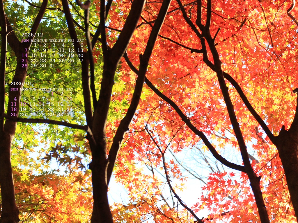 摜̏ŉENbNāuǎɐݒvAj[ɂȂꍇ͂摜ۑĉB