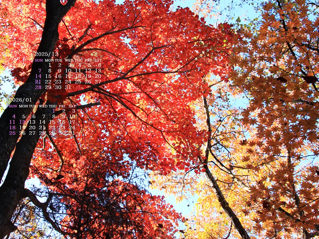 摜̏ŉENbNāuǎɐݒvAj[ɂȂꍇ͂摜ۑĉB