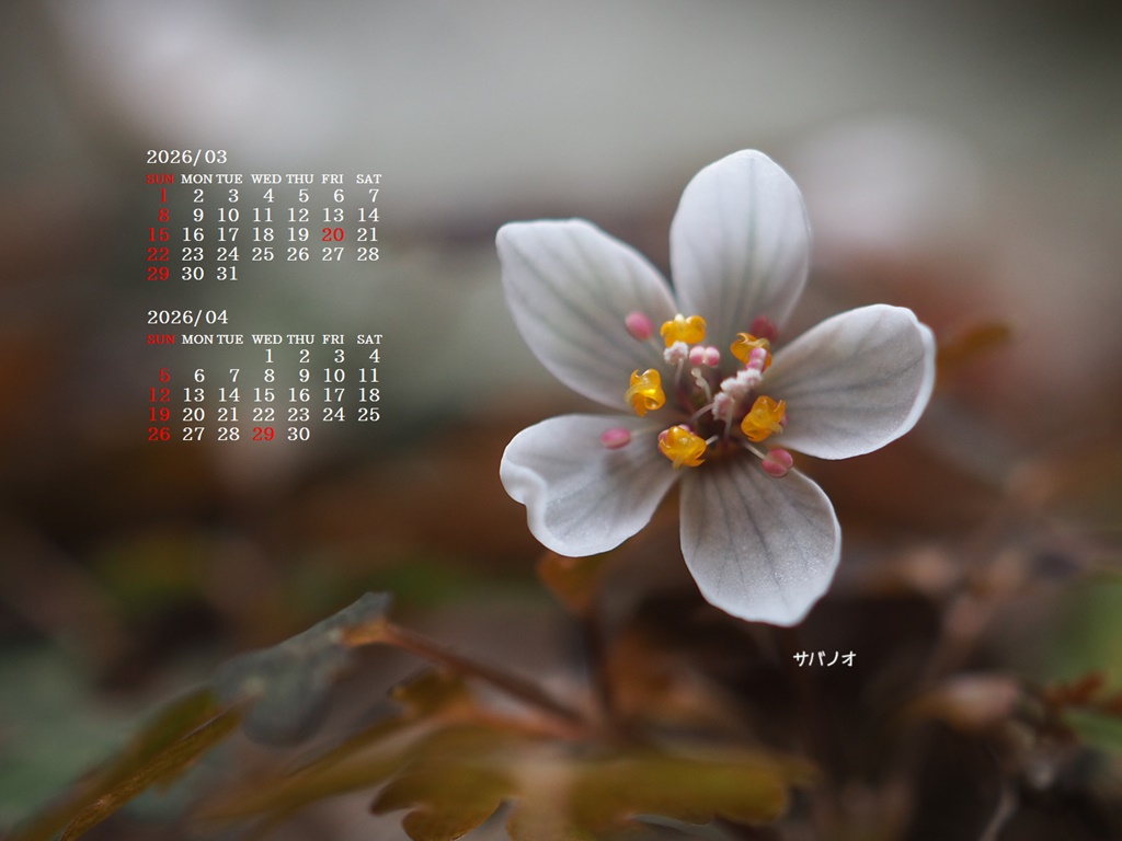 �摜�̏�ŉE�N���b�N���āu�ǎ��ɐݒ�v�A���j���[�ɂȂ��ꍇ�͂�������摜��ۑ����ĉ������B