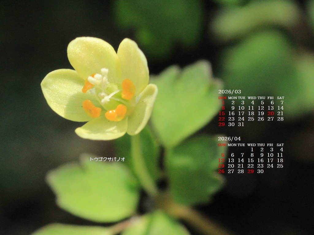 �摜�̏�ŉE�N���b�N���āu�ǎ��ɐݒ�v�A���j���[�ɂȂ��ꍇ�͂�������摜��ۑ����ĉ������B