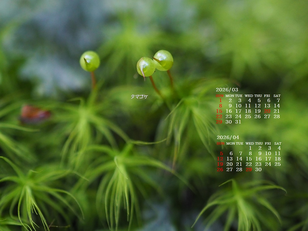 �摜�̏�ŉE�N���b�N���āu�ǎ��ɐݒ�v�A���j���[�ɂȂ��ꍇ�͂�������摜��ۑ����ĉ������B