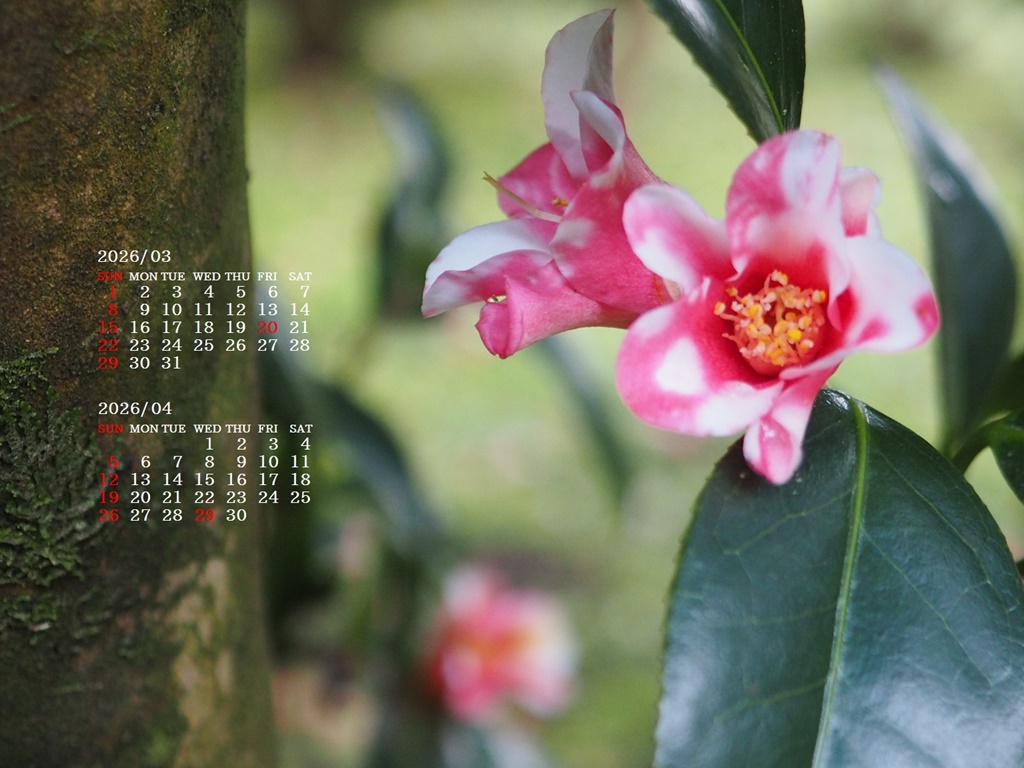 �摜�̏�ŉE�N���b�N���āu�ǎ��ɐݒ�v�A���j���[�ɂȂ��ꍇ�͂�������摜��ۑ����ĉ������B