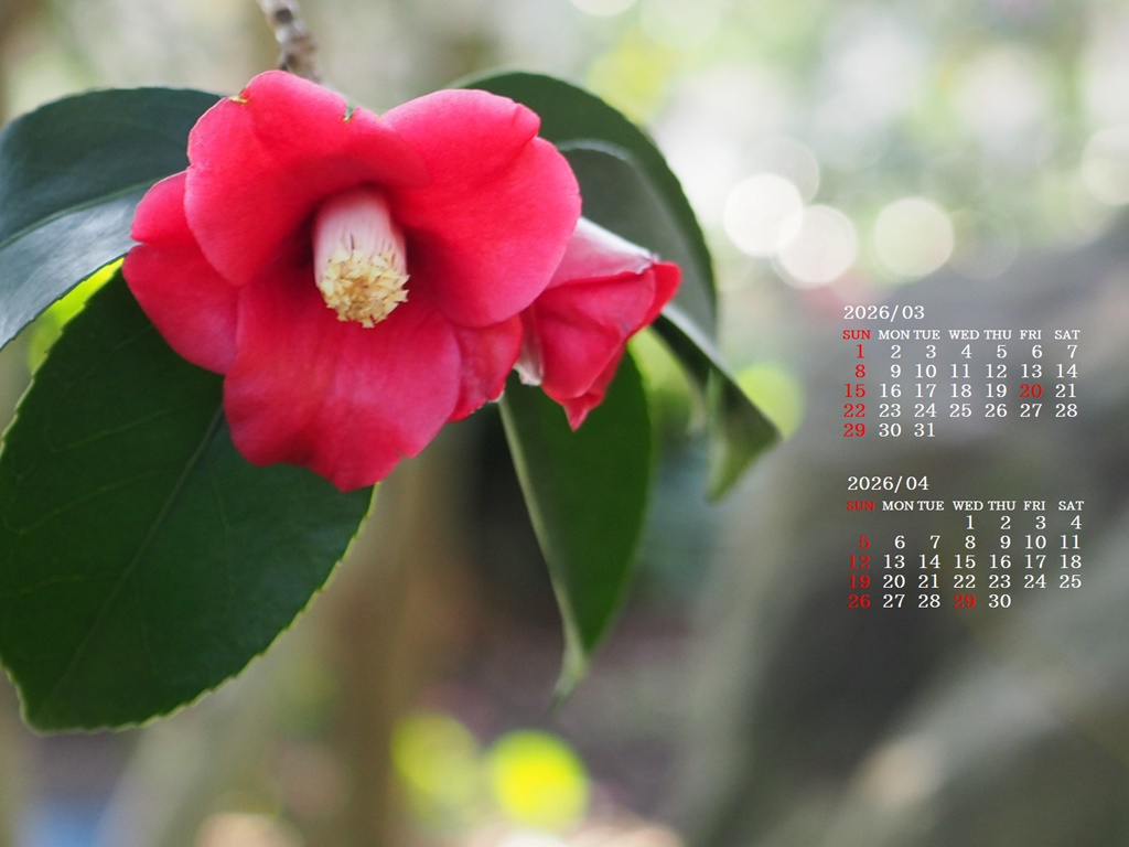 �摜�̏�ŉE�N���b�N���āu�ǎ��ɐݒ�v�A���j���[�ɂȂ��ꍇ�͂�������摜��ۑ����ĉ������B