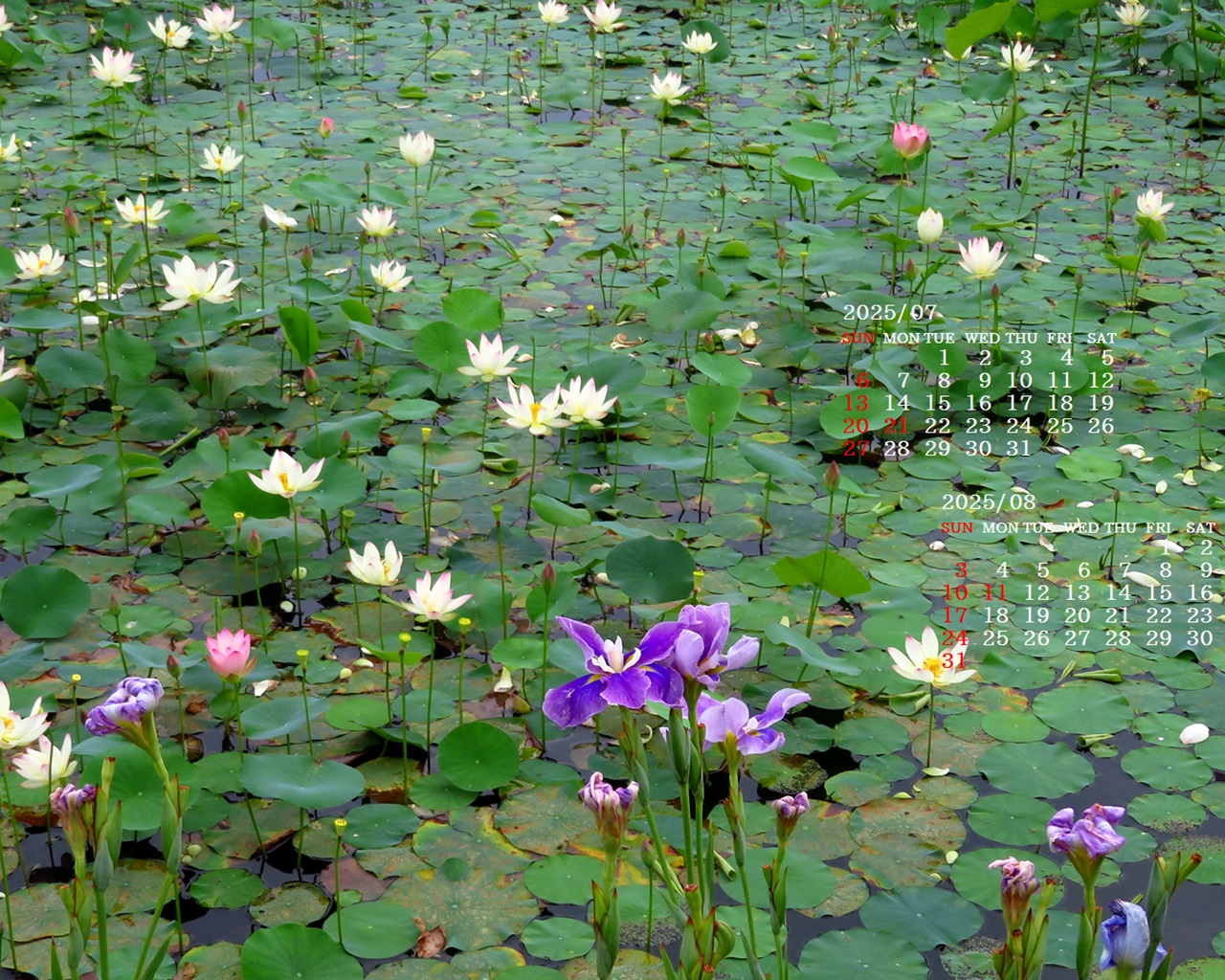 摜̏ŉENbNāuǎɐݒvAj[ɂȂꍇ͂摜ۑĉB