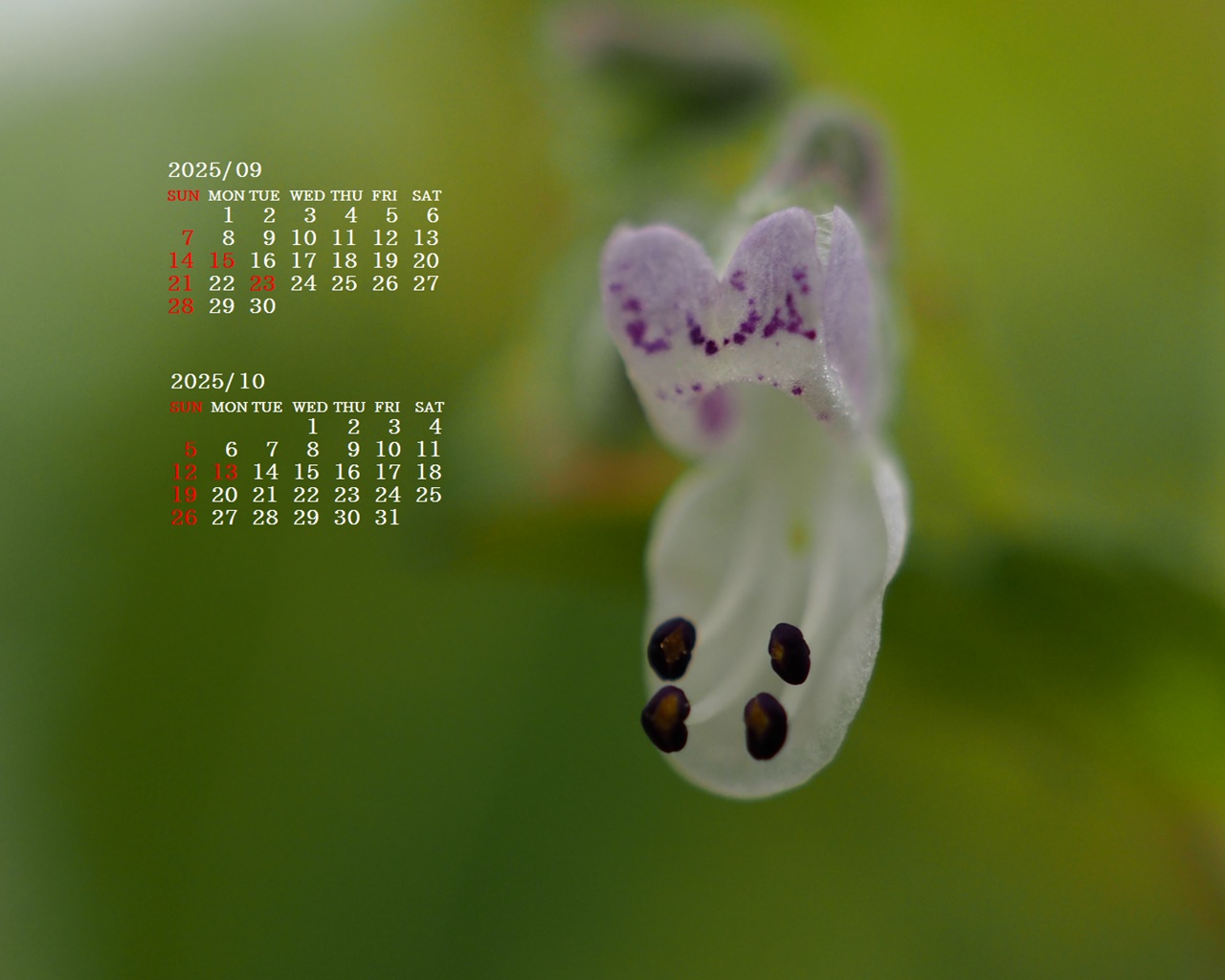 摜̏ŉENbNāuǎɐݒvAj[ɂȂꍇ͂摜ۑĉB