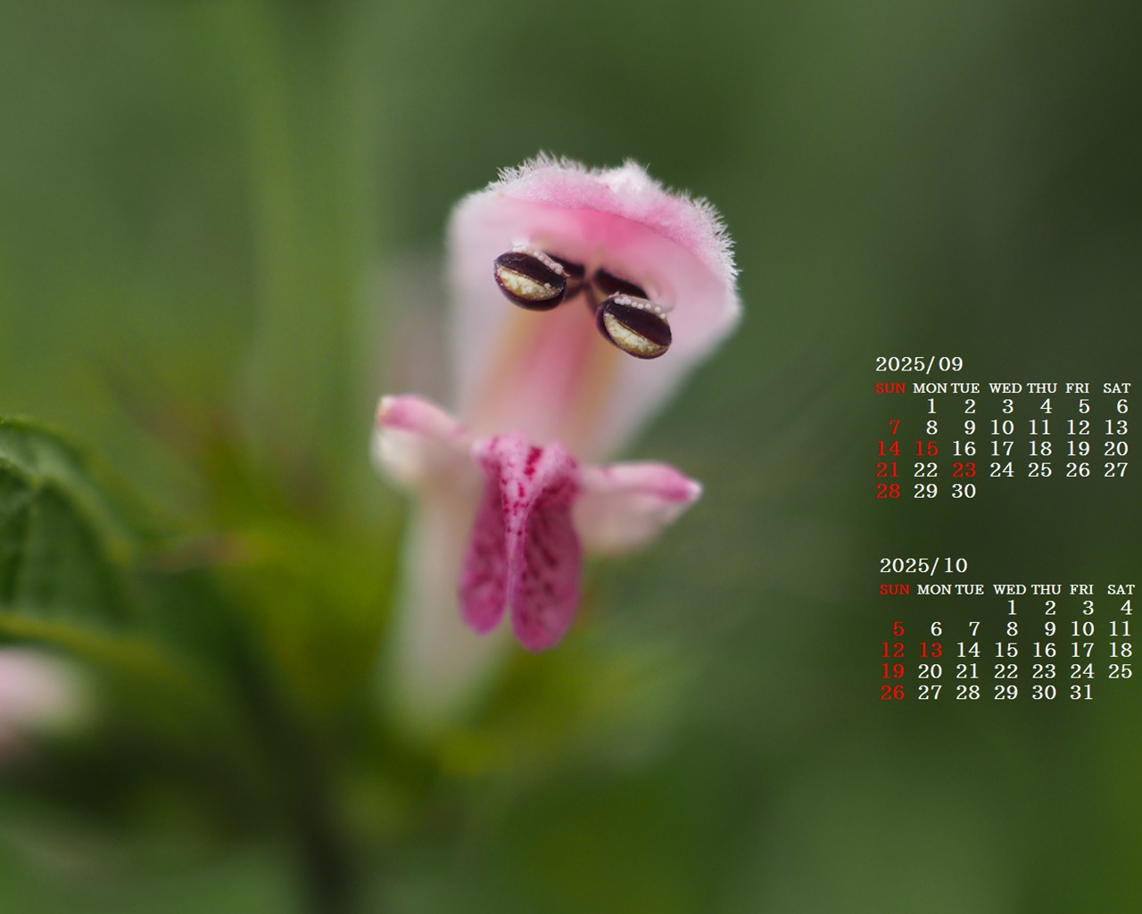 摜̏ŉENbNāuǎɐݒvAj[ɂȂꍇ͂摜ۑĉB