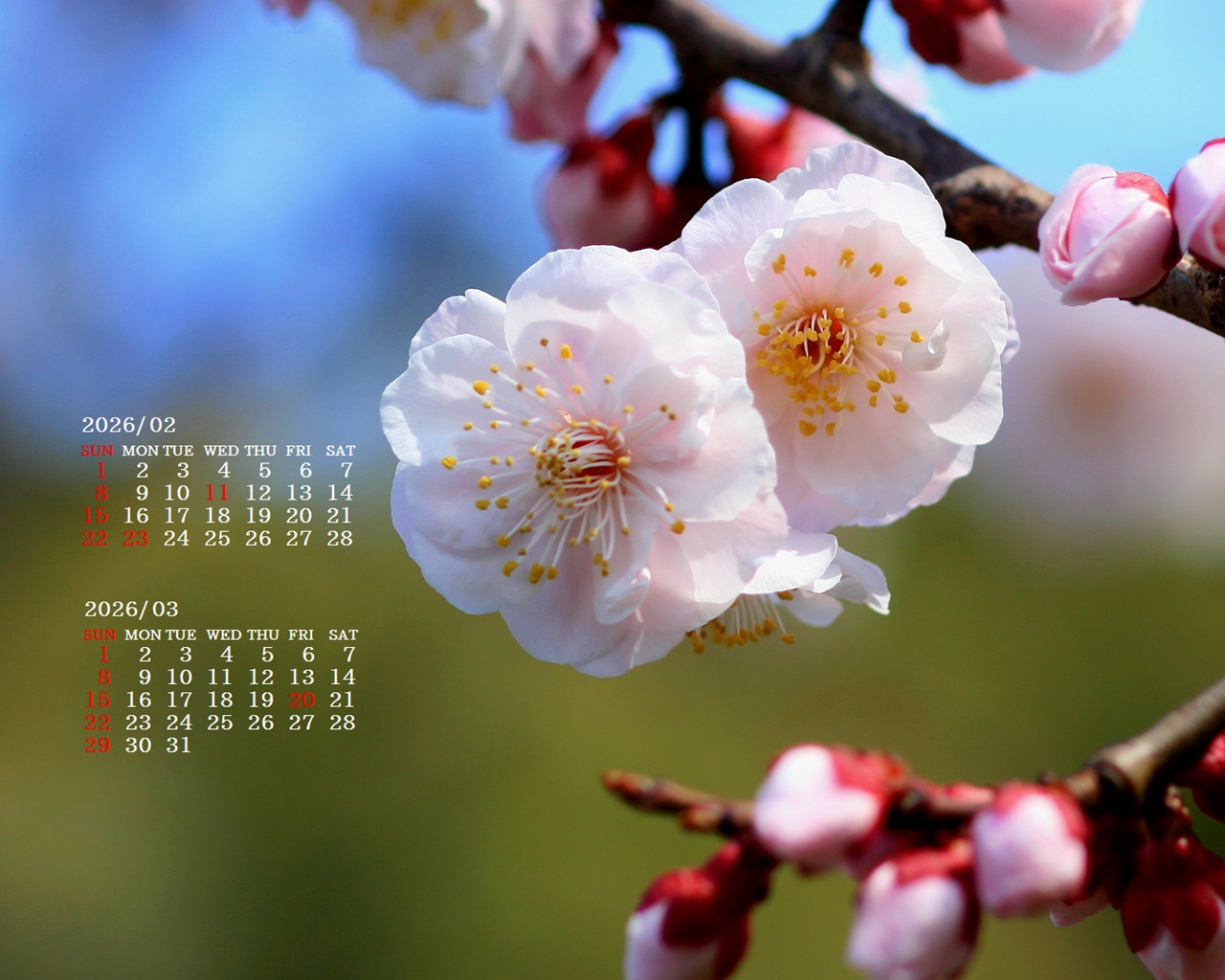 �摜�̏�ŉE�N���b�N���āu�ǎ��ɐݒ�v�A���j���[�ɂȂ��ꍇ�͂�������摜��ۑ����ĉ������B