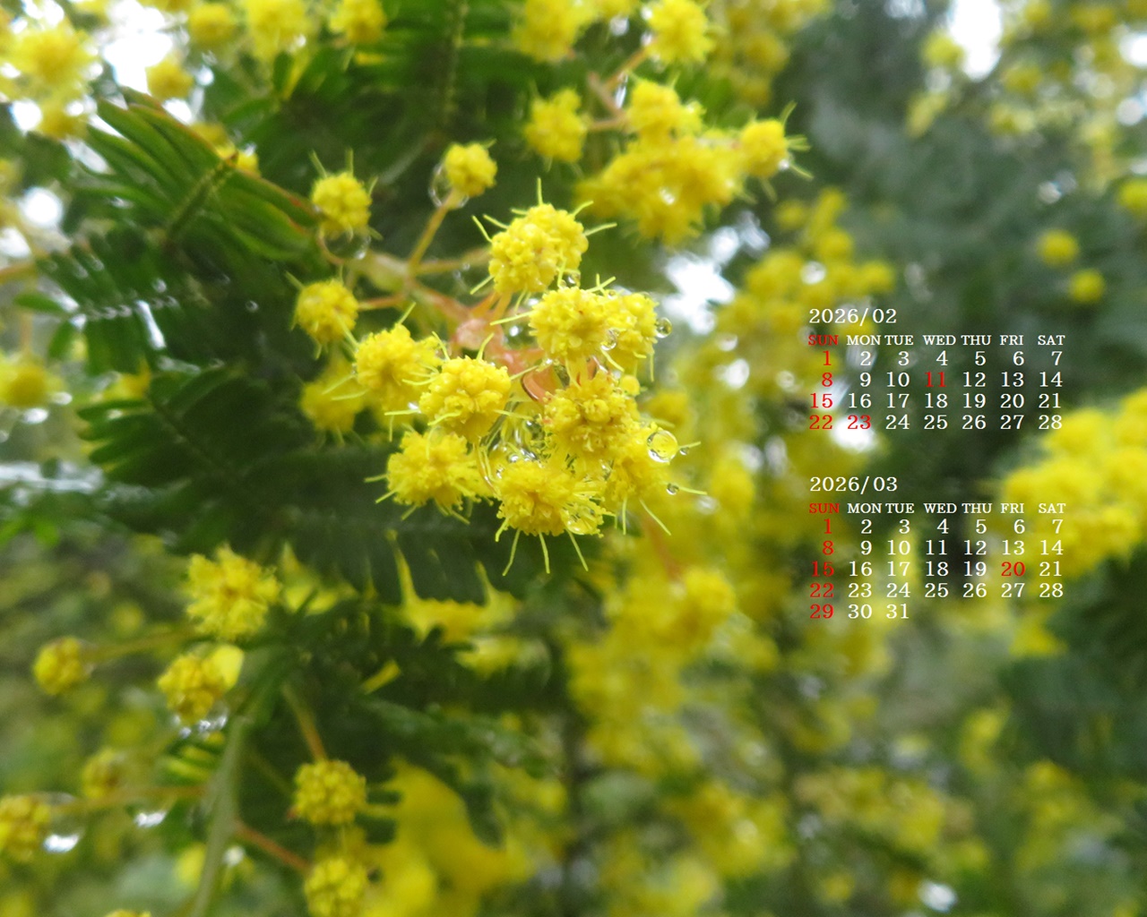 �摜�̏�ŉE�N���b�N���āu�ǎ��ɐݒ�v�A���j���[�ɂȂ��ꍇ�͂�������摜��ۑ����ĉ������B