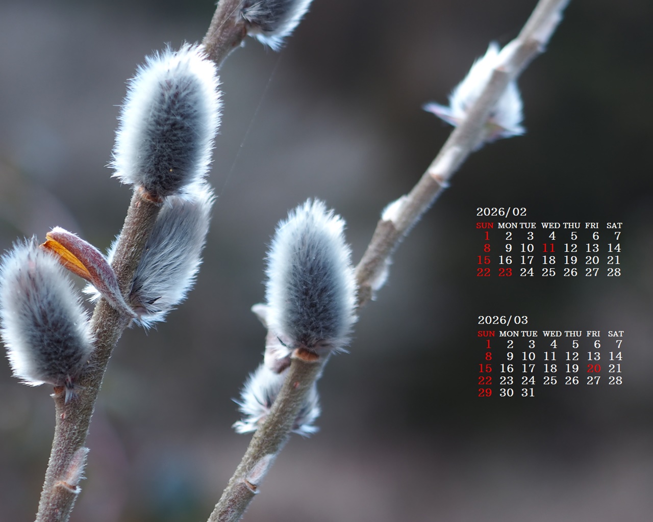 �摜�̏�ŉE�N���b�N���āu�ǎ��ɐݒ�v�A���j���[�ɂȂ��ꍇ�͂�������摜��ۑ����ĉ������B