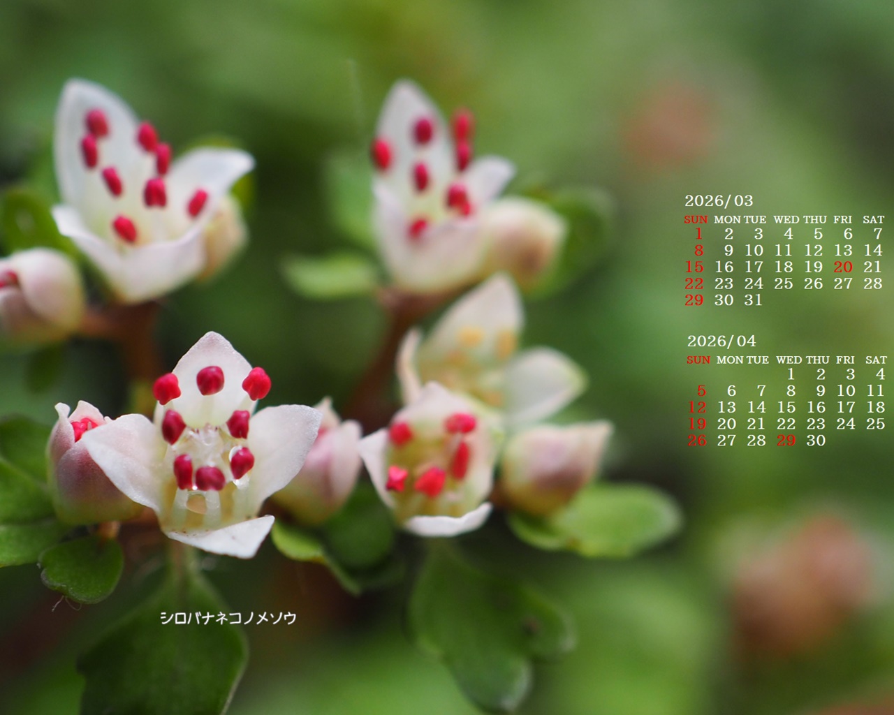 �摜�̏�ŉE�N���b�N���āu�ǎ��ɐݒ�v�A���j���[�ɂȂ��ꍇ�͂�������摜��ۑ����ĉ������B