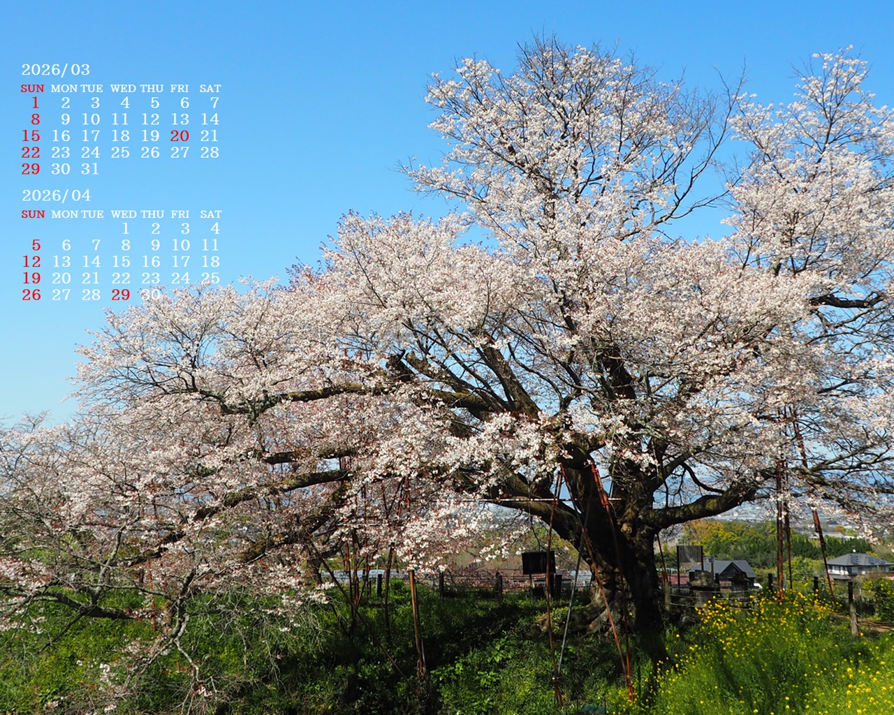 �摜�̏�ŉE�N���b�N���āu�ǎ��ɐݒ�v�A���j���[�ɂȂ��ꍇ�͂�������摜��ۑ����ĉ������B