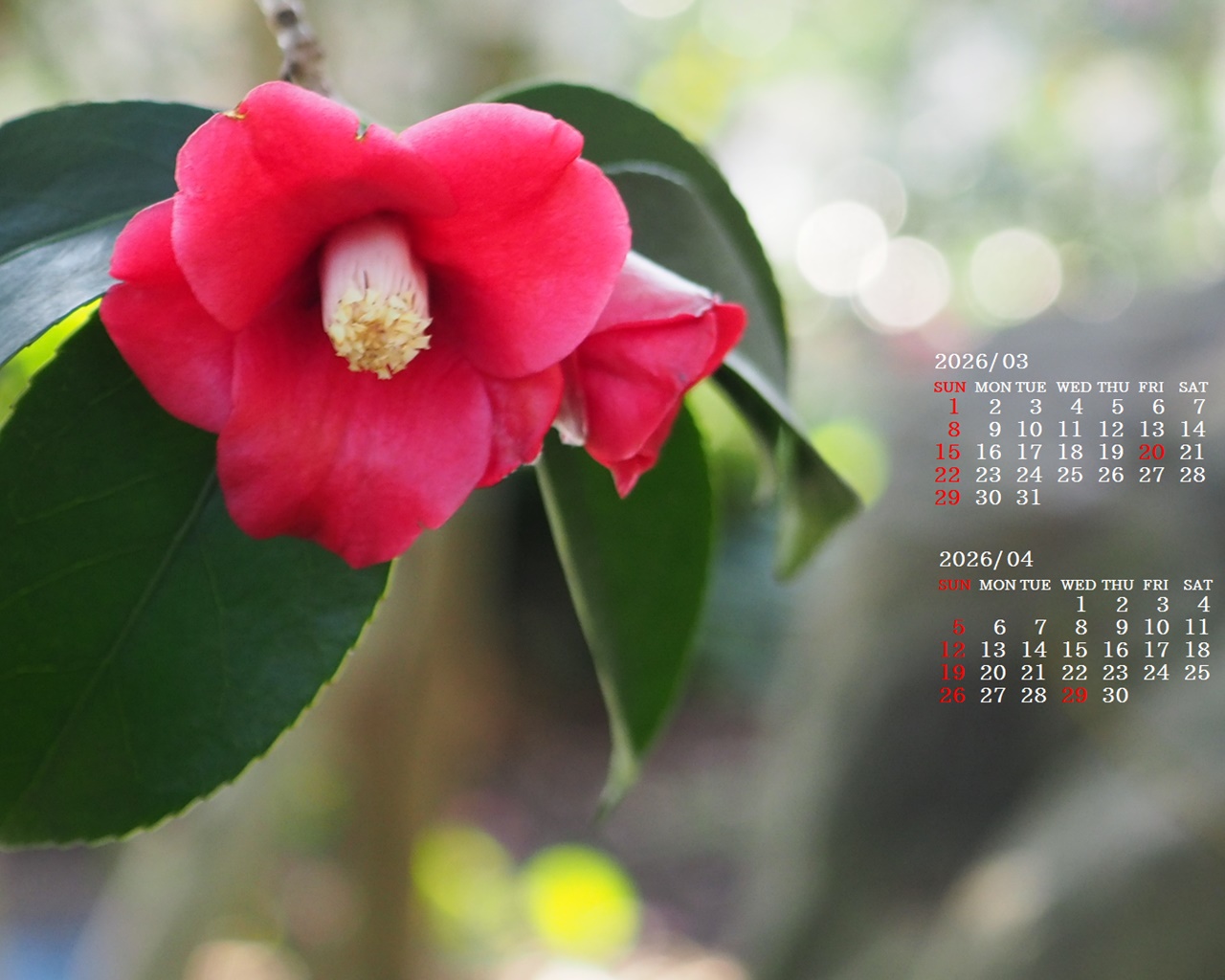 �摜�̏�ŉE�N���b�N���āu�ǎ��ɐݒ�v�A���j���[�ɂȂ��ꍇ�͂�������摜��ۑ����ĉ������B