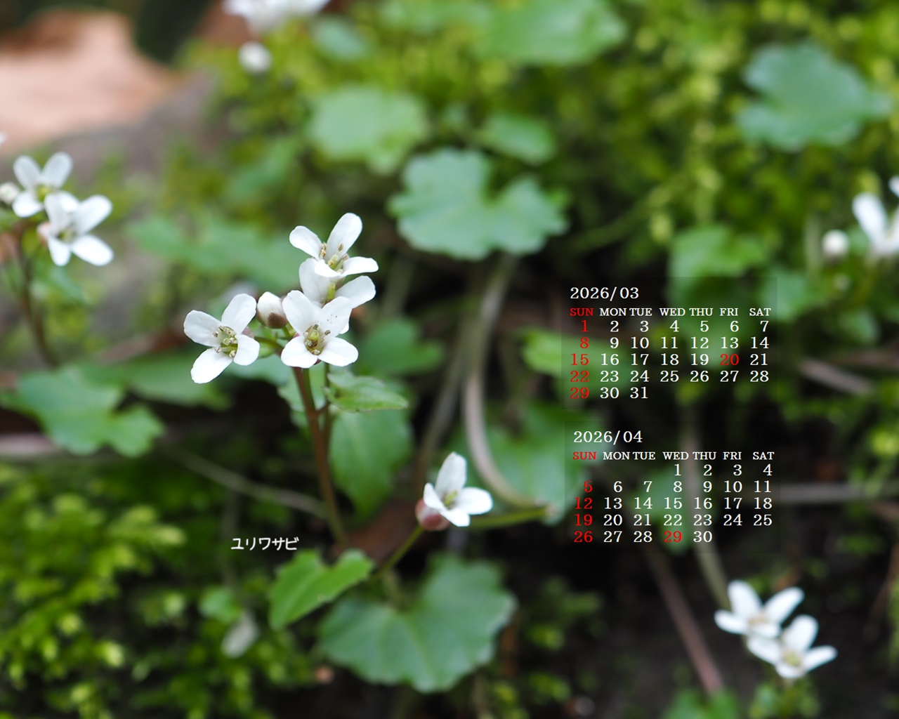 �摜�̏�ŉE�N���b�N���āu�ǎ��ɐݒ�v�A���j���[�ɂȂ��ꍇ�͂�������摜��ۑ����ĉ������B