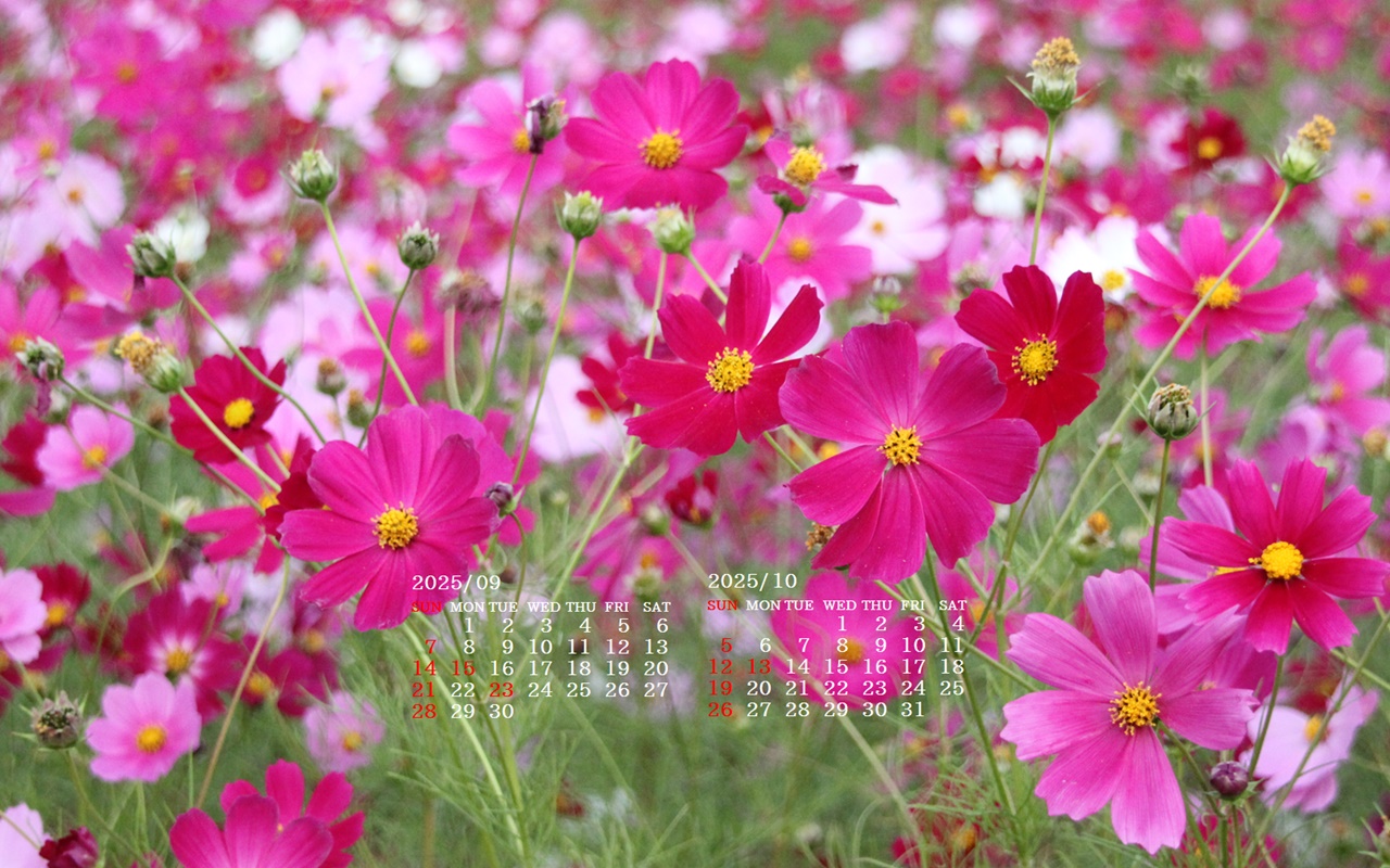 摜̏ŉENbNāuǎɐݒvAj[ɂȂꍇ͂摜ۑĉB