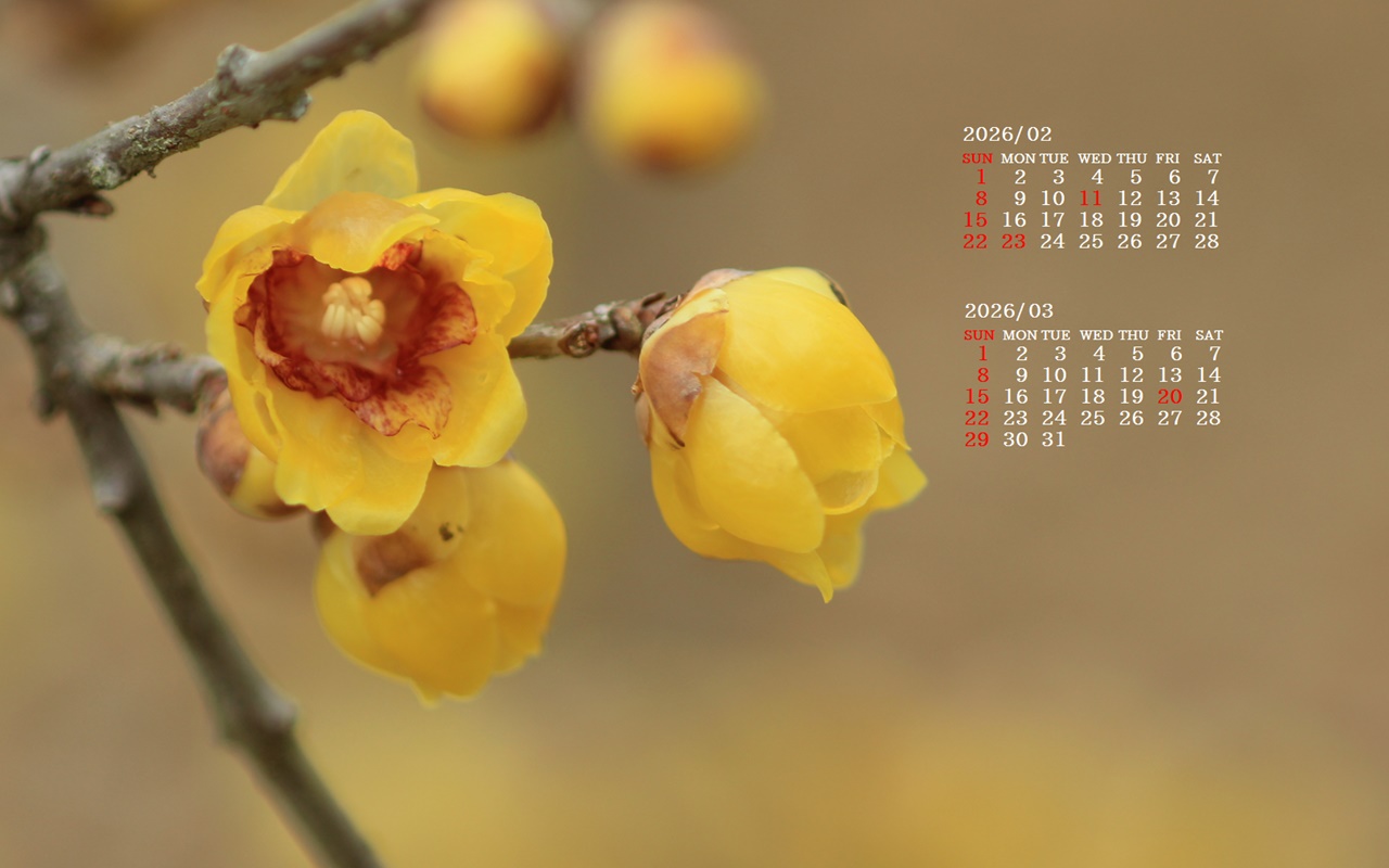 �摜�̏�ŉE�N���b�N���āu�ǎ��ɐݒ�v�A���j���[�ɂȂ��ꍇ�͂�������摜��ۑ����ĉ������B