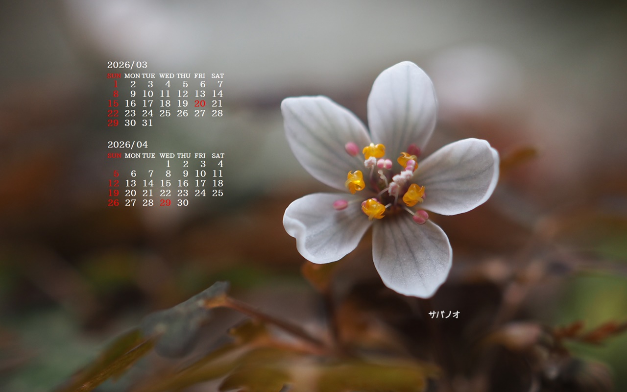 �摜�̏�ŉE�N���b�N���āu�ǎ��ɐݒ�v�A���j���[�ɂȂ��ꍇ�͂�������摜��ۑ����ĉ������B