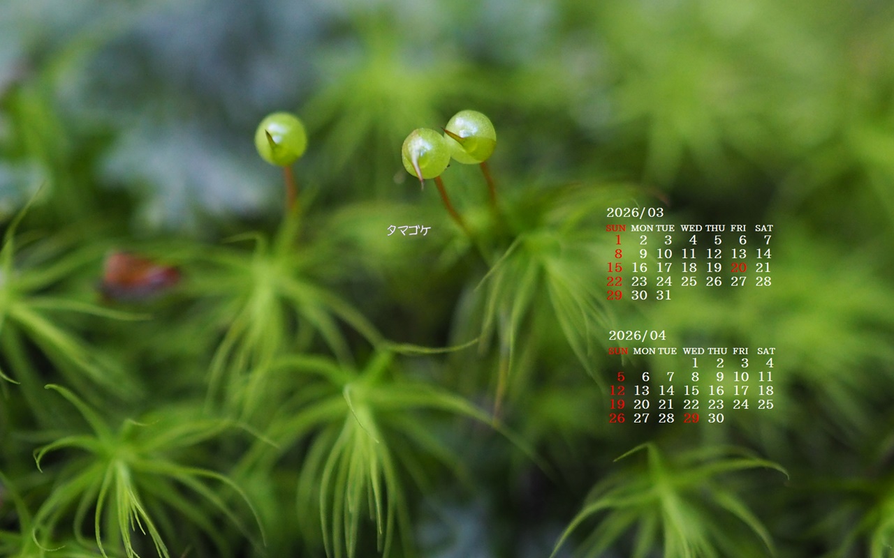 �摜�̏�ŉE�N���b�N���āu�ǎ��ɐݒ�v�A���j���[�ɂȂ��ꍇ�͂�������摜��ۑ����ĉ������B