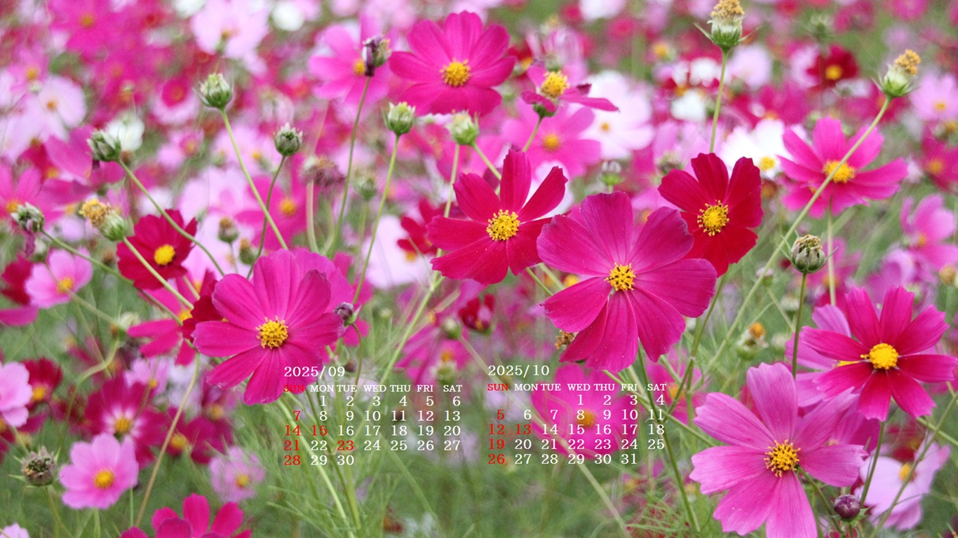 摜̏ŉENbNāuǎɐݒvAj[ɂȂꍇ͂摜ۑĉB