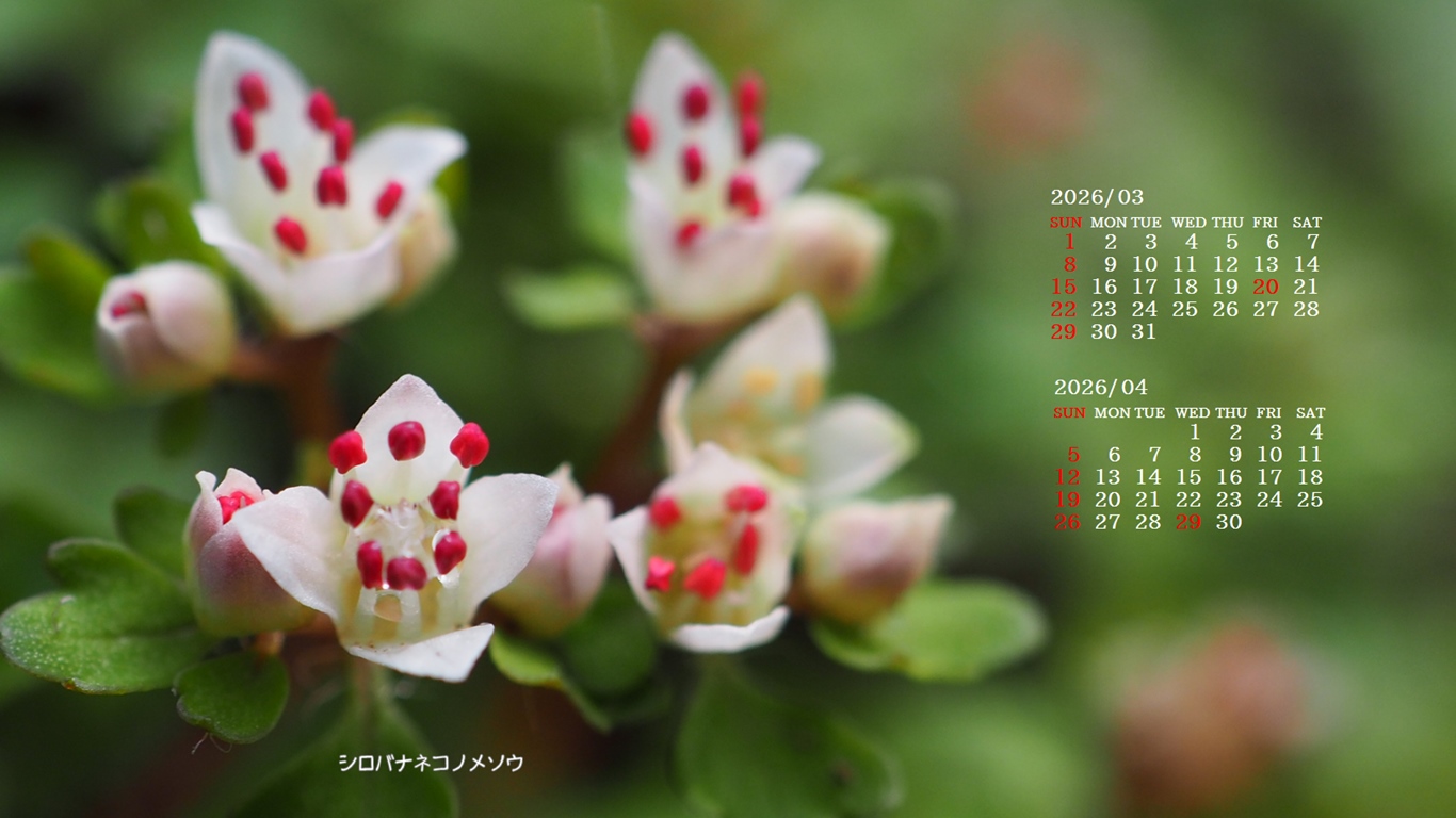 �摜�̏�ŉE�N���b�N���āu�ǎ��ɐݒ�v�A���j���[�ɂȂ��ꍇ�͂�������摜��ۑ����ĉ������B