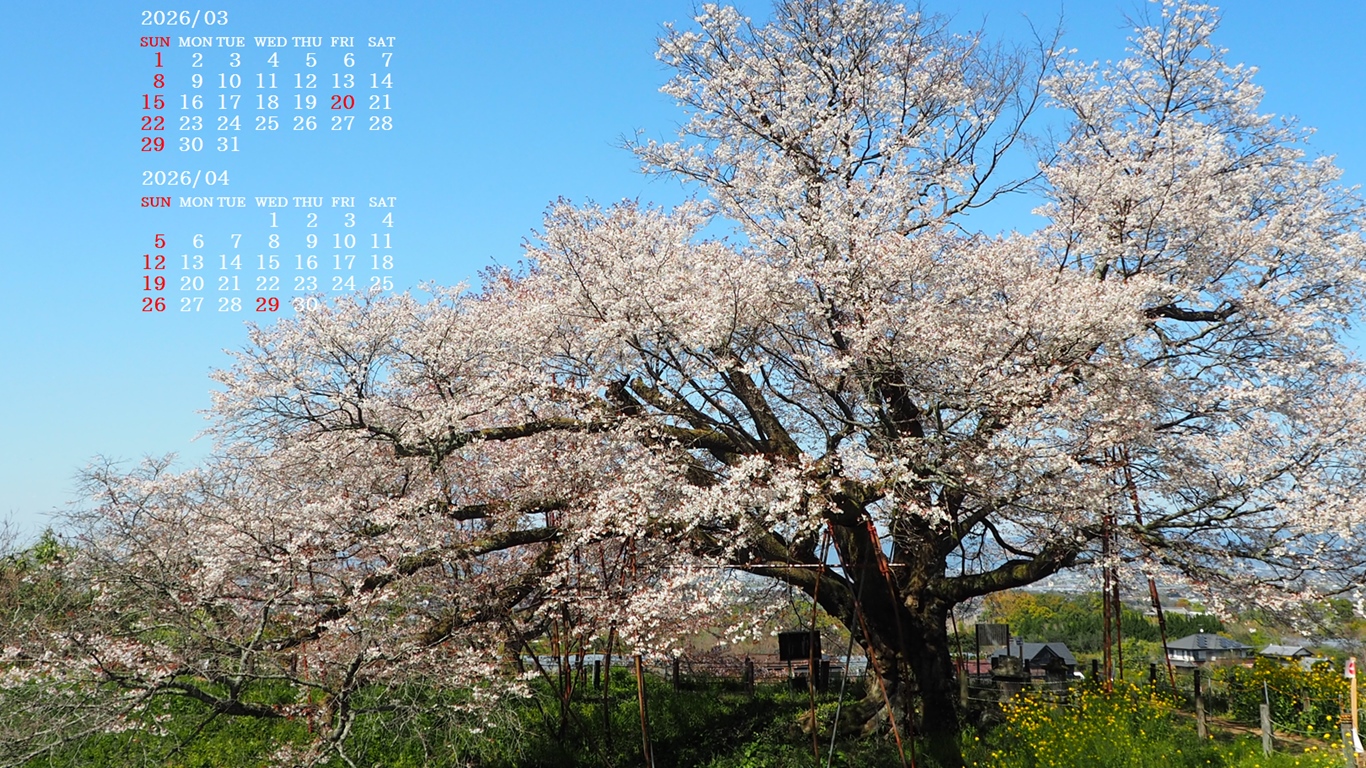 �摜�̏�ŉE�N���b�N���āu�ǎ��ɐݒ�v�A���j���[�ɂȂ��ꍇ�͂�������摜��ۑ����ĉ������B