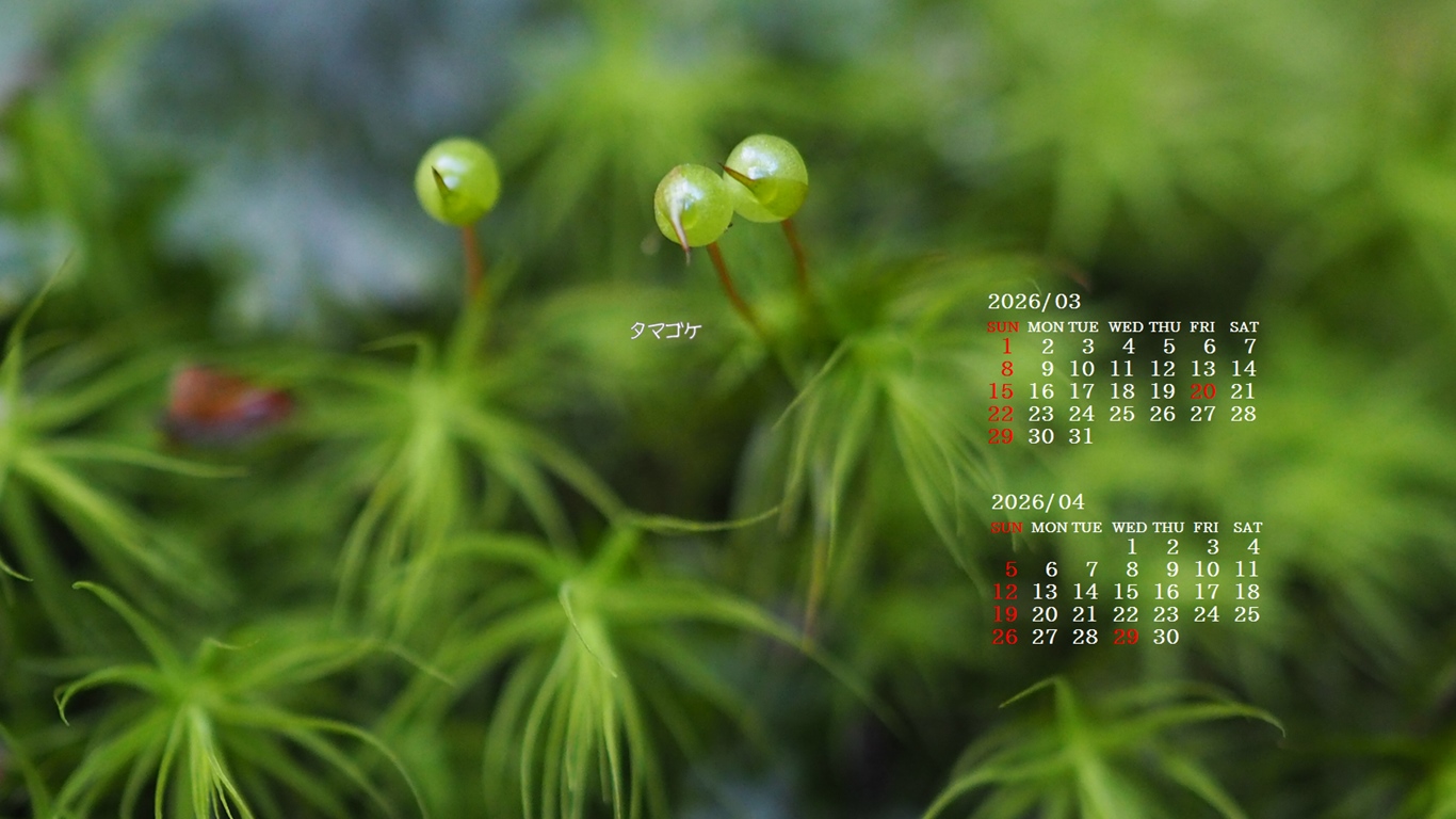 �摜�̏�ŉE�N���b�N���āu�ǎ��ɐݒ�v�A���j���[�ɂȂ��ꍇ�͂�������摜��ۑ����ĉ������B