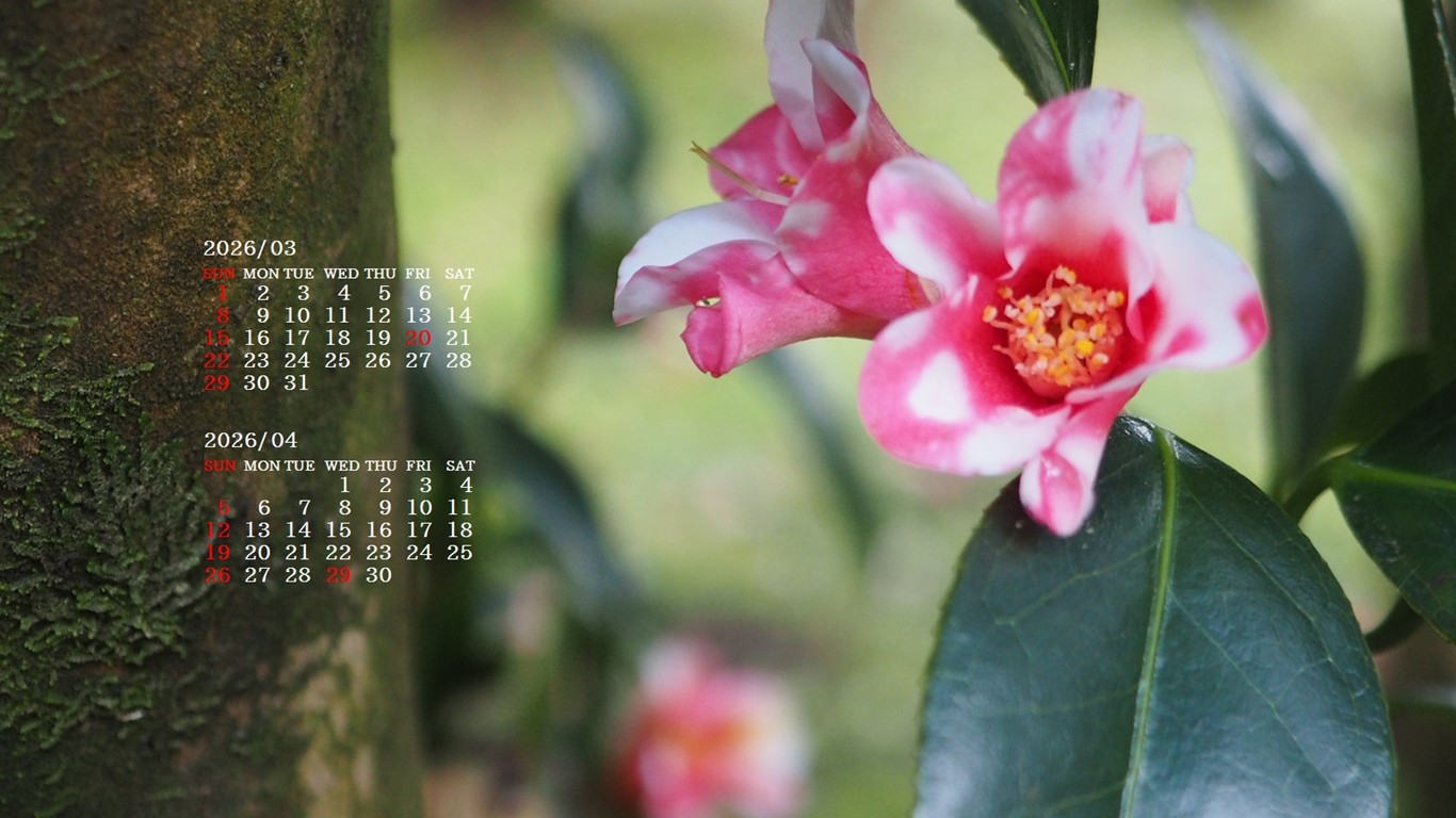 �摜�̏�ŉE�N���b�N���āu�ǎ��ɐݒ�v�A���j���[�ɂȂ��ꍇ�͂�������摜��ۑ����ĉ������B