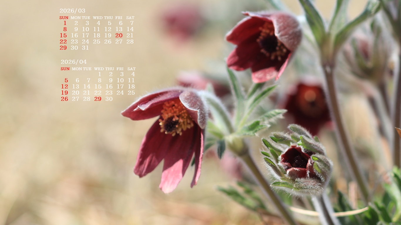 �摜�̏�ŉE�N���b�N���āu�ǎ��ɐݒ�v�A���j���[�ɂȂ��ꍇ�͂�������摜��ۑ����ĉ������B