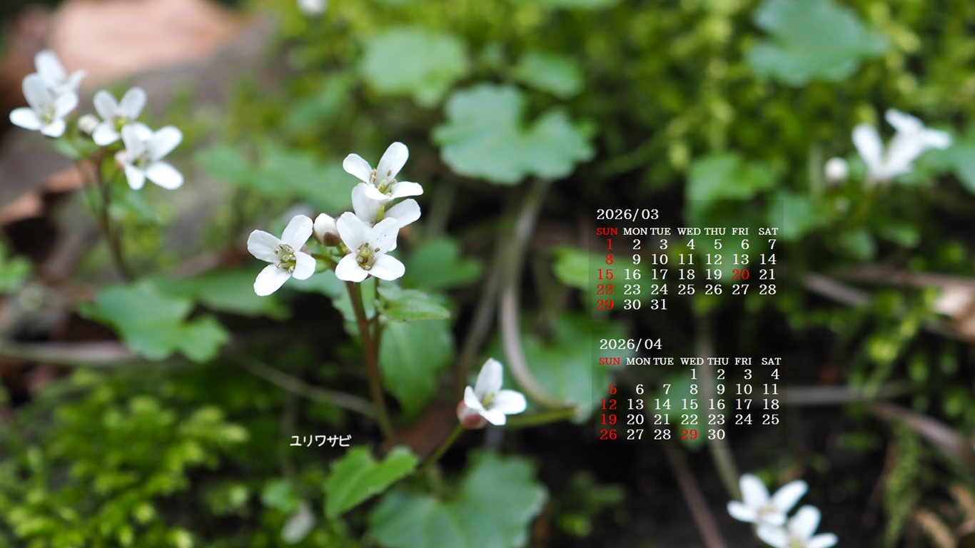 �摜�̏�ŉE�N���b�N���āu�ǎ��ɐݒ�v�A���j���[�ɂȂ��ꍇ�͂�������摜��ۑ����ĉ������B